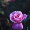 Autumn rose Ⅰ