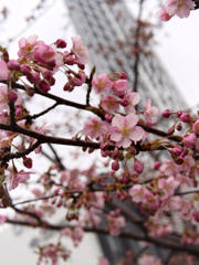 河津桜