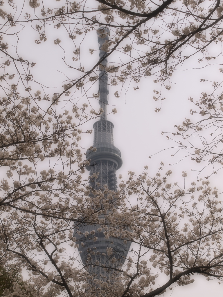 花曇り