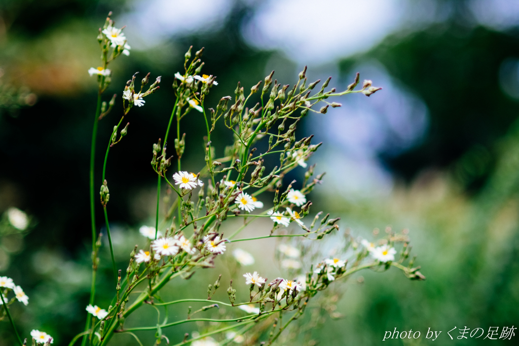 曇天と85ｍｍ