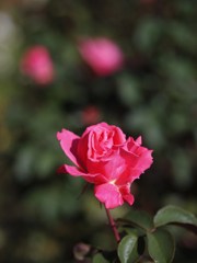Autumn rose ⅩⅡ