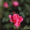 Autumn rose ⅩⅡ