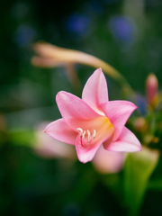 取り戻せないもの