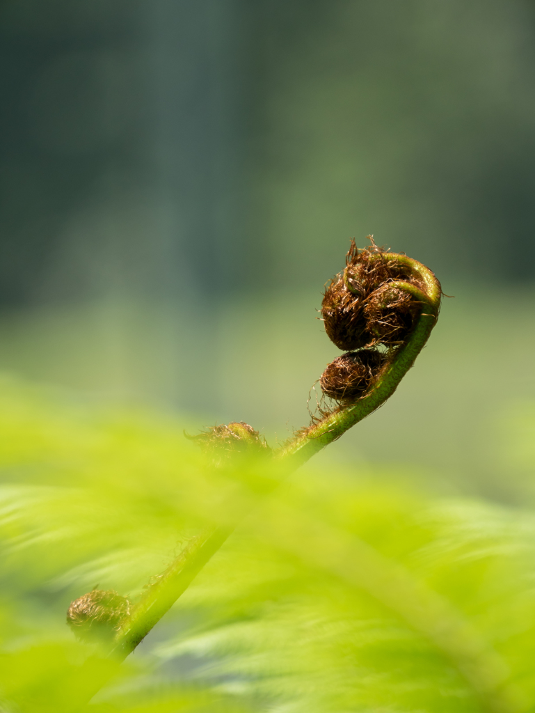 ミドリノナミニタユタウ