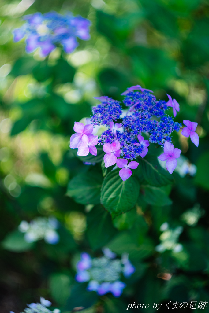 日陰の花