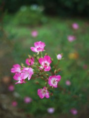 Autumn rose ⅩⅦ