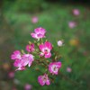 Autumn rose ⅩⅦ