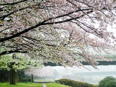 雨に煙る花道