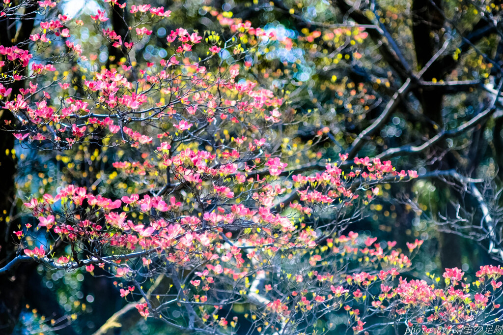 薄紅の羽ばたき