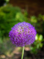 ムラサキアフロ