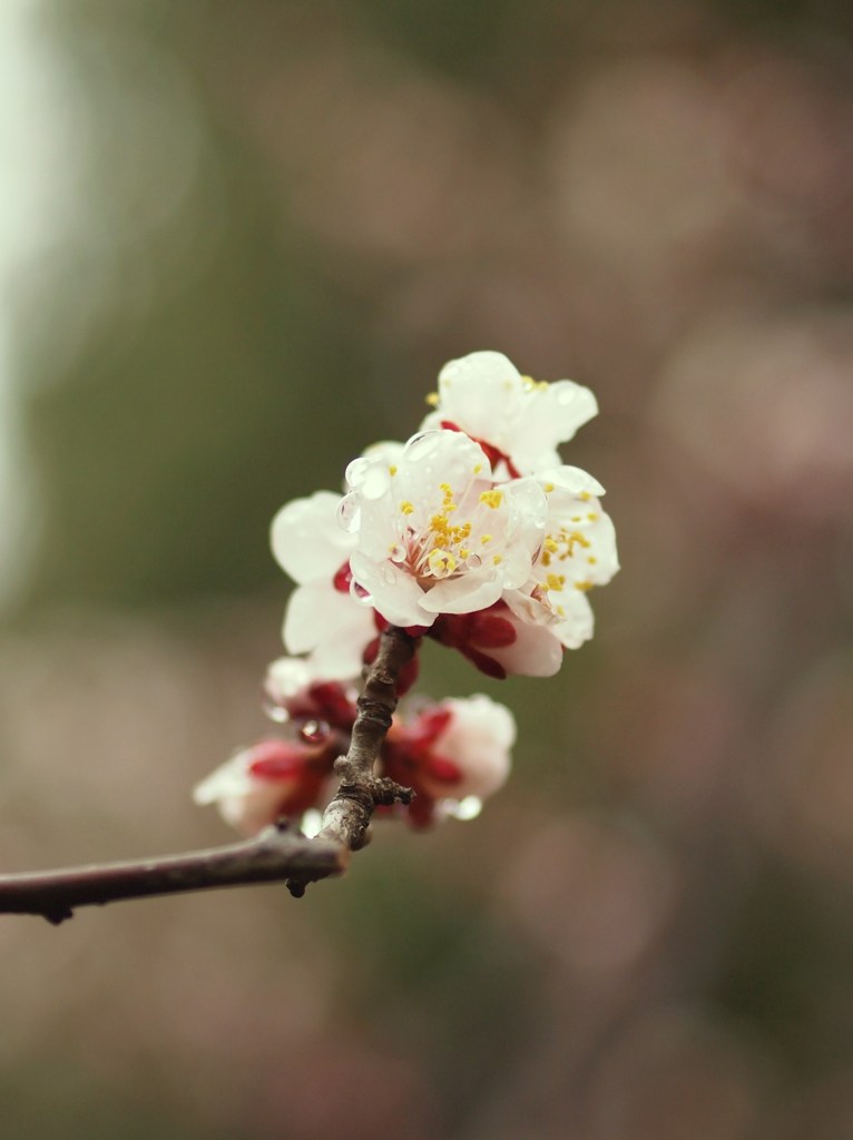春の雫ⅩⅤ