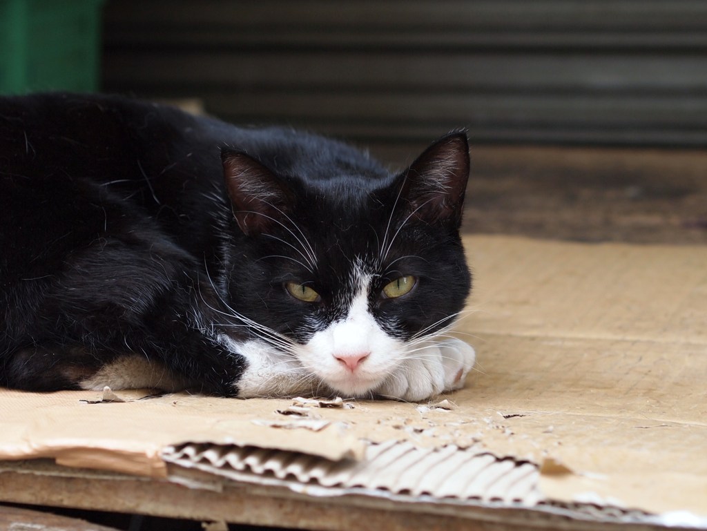 初夏のひととき Ⅲ