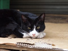 初夏のひととき Ⅲ