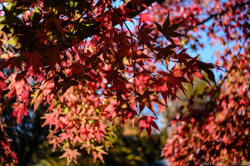 照葉紅影