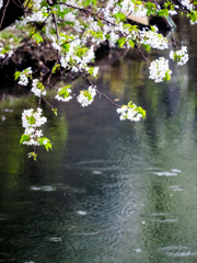 春の雫