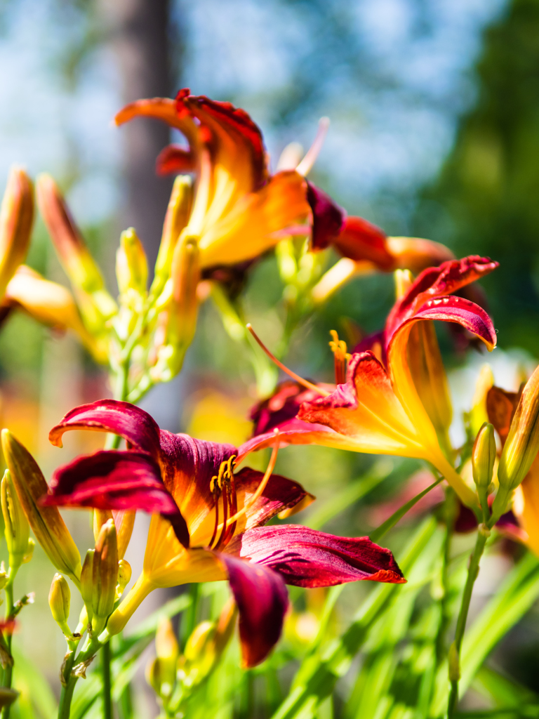 さわやかな真夏日
