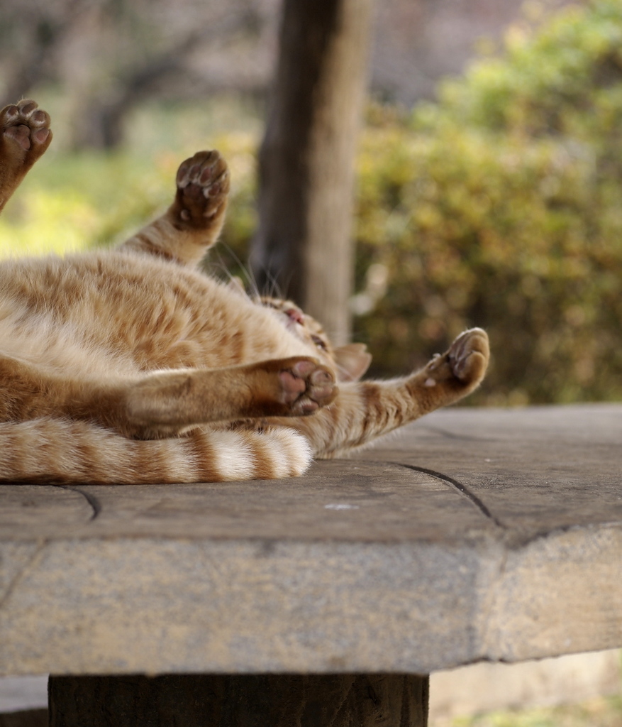 好きにしろ～ぃ!!