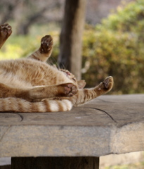 好きにしろ～ぃ!!