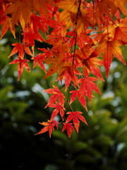 雨もみじ