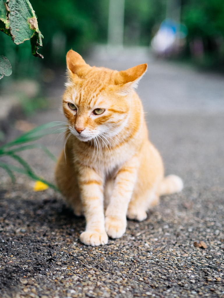 夏の魔物ⅩⅠ