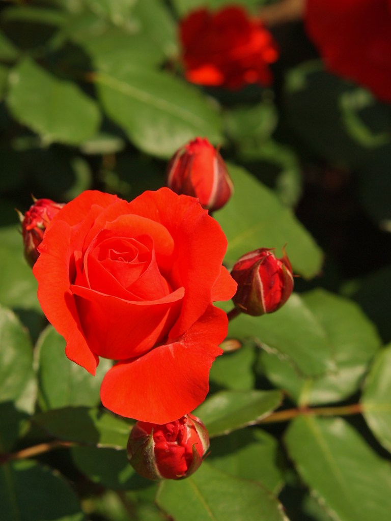rose-garden Ⅵ