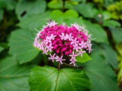 ピンクのパンチ