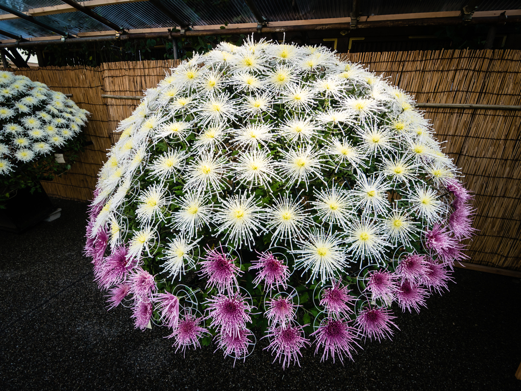 ひぃふぅみぃよぅ