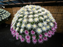 ひぃふぅみぃよぅ