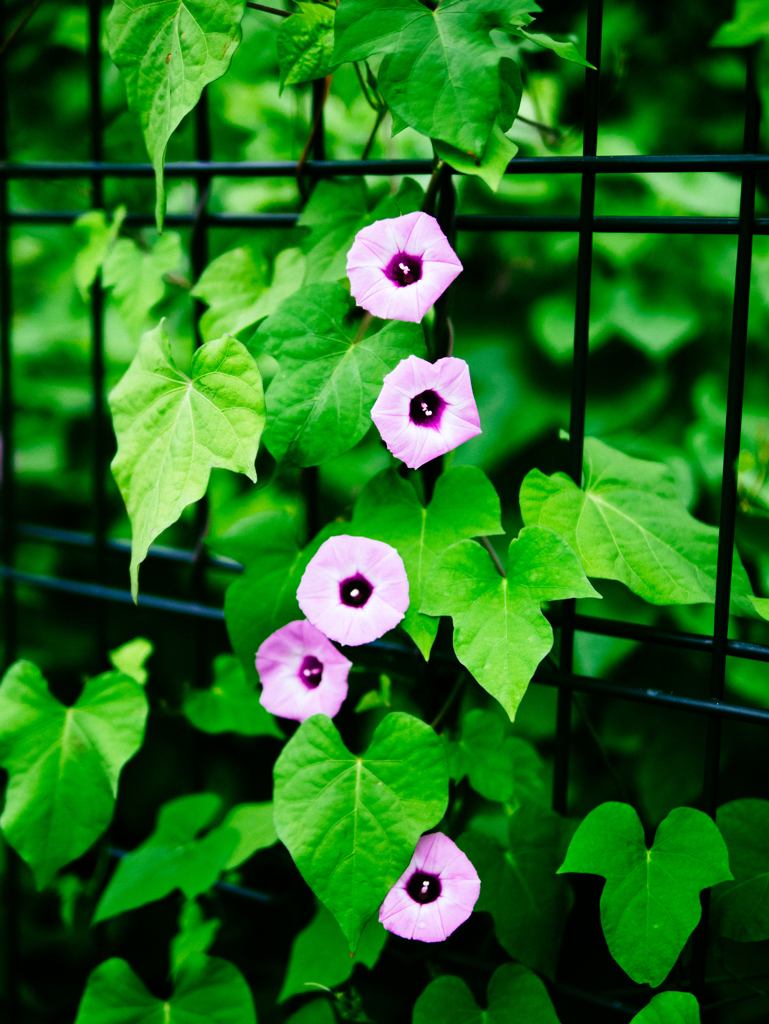 もどれないものもある