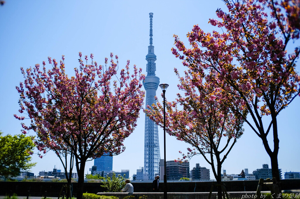 燃え立つ八重