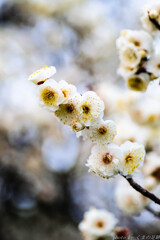 花も団子に