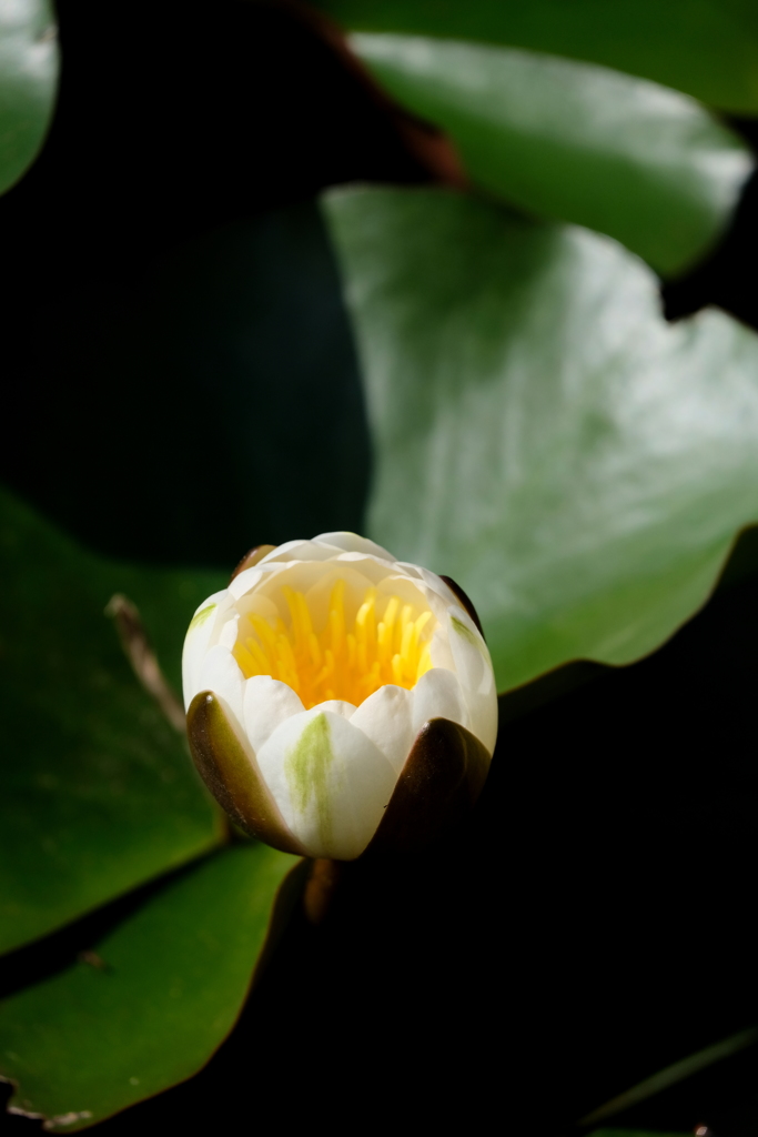 ゆで卵付きモーニング