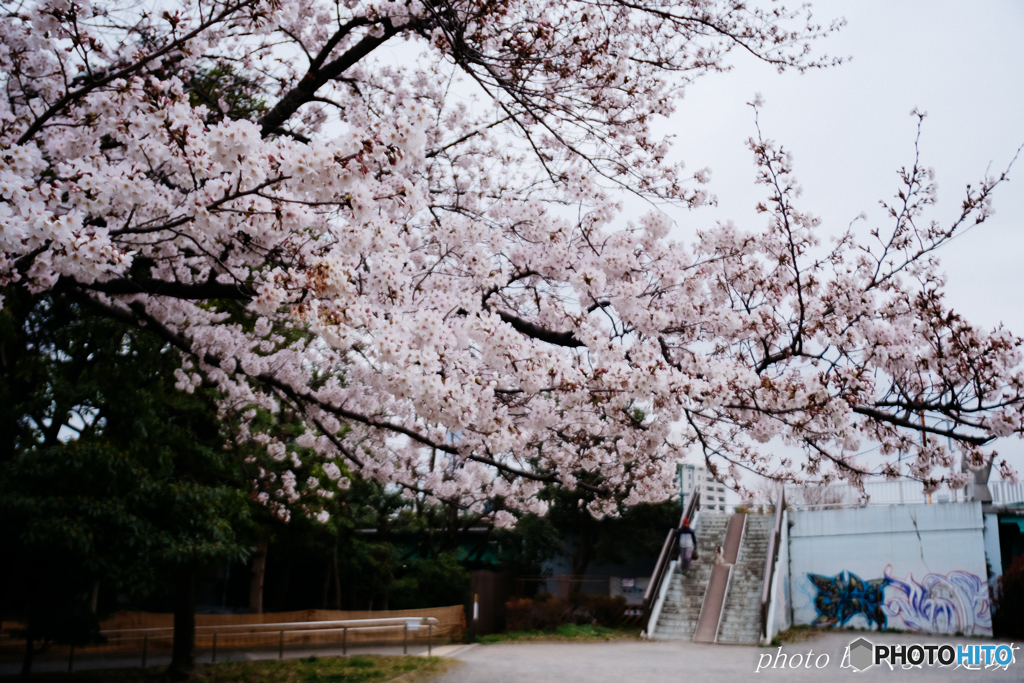 柔花