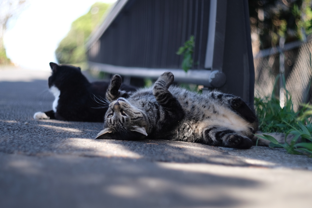 にゃんくるないさ