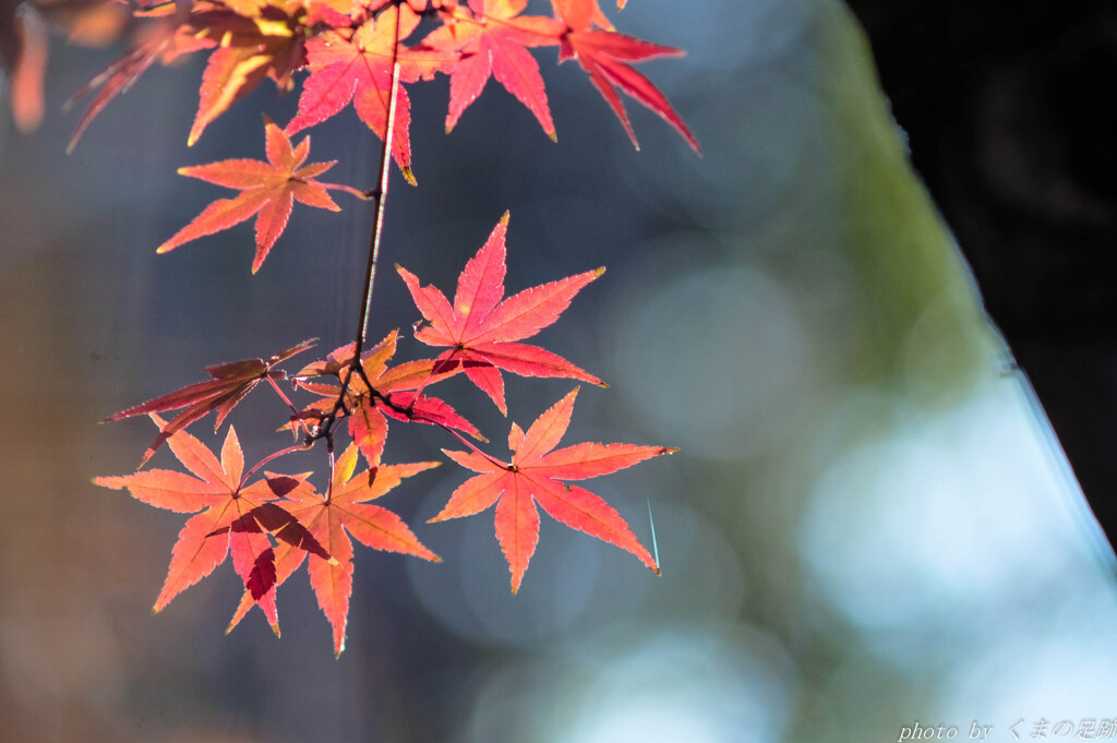 初冬の紅