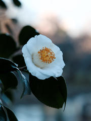 日陰の花