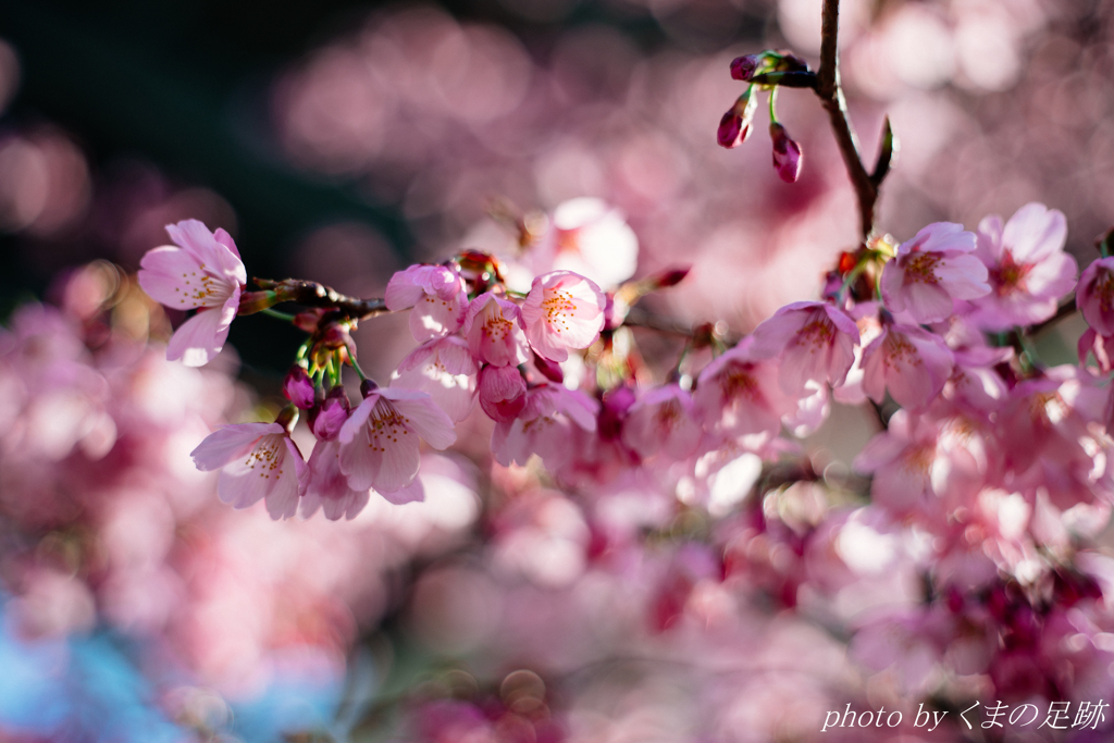 はるいろポップコーン