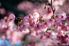 はるいろポップコーン