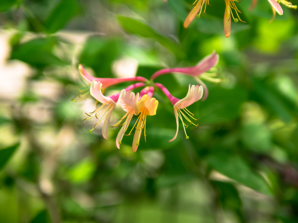 ライカのちから