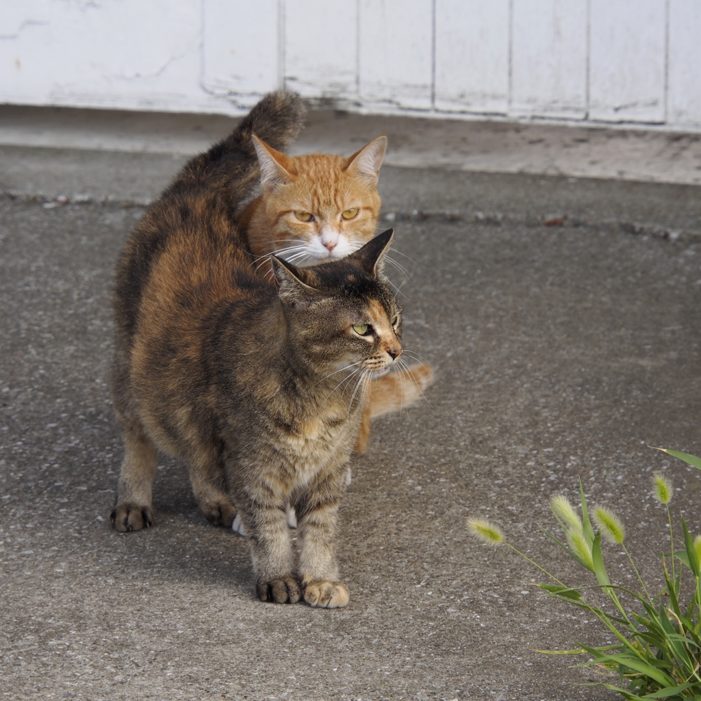 あのぉ・・・。