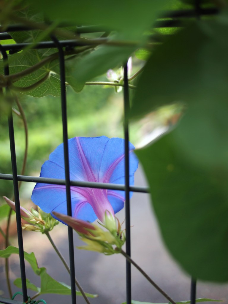 ひそやかに秋を楽しむ ⅢⅩⅠ