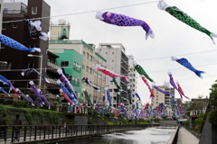 五月の声
