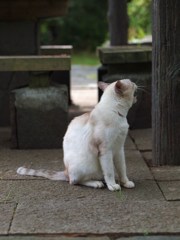 残暑のバカヤロー