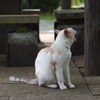 残暑のバカヤロー