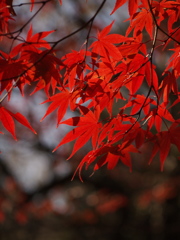 名残り紅