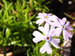初夏の彩り ⅩⅣ