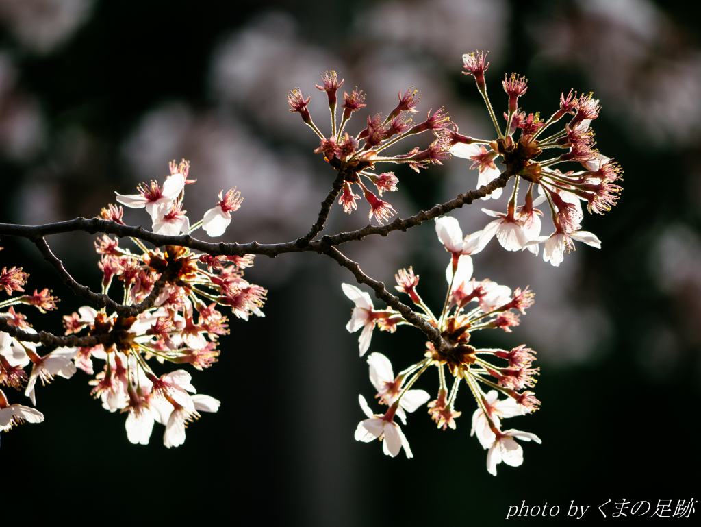 三日見ぬまの桜かな