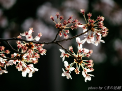 三日見ぬまの桜かな