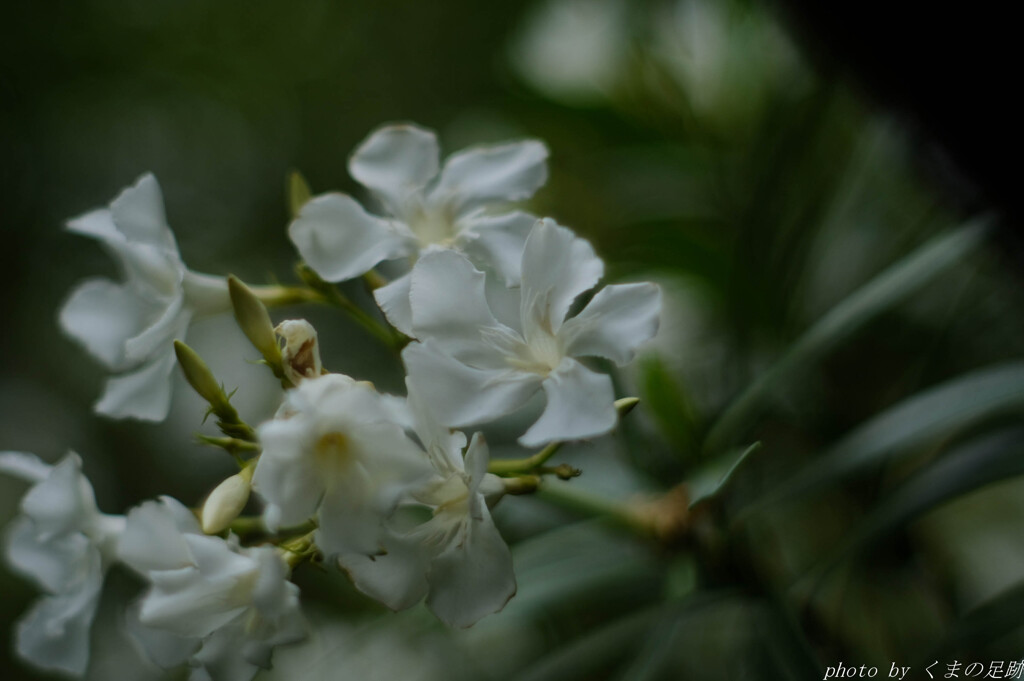彼岸で見た花
