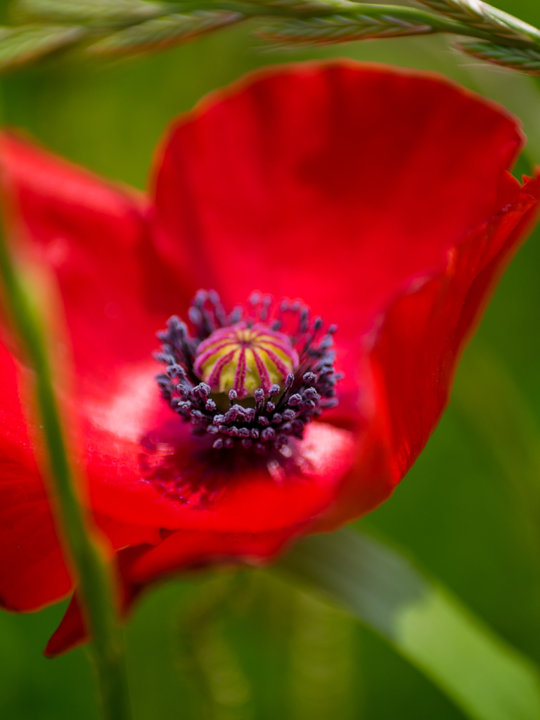 サーカスへようこそ